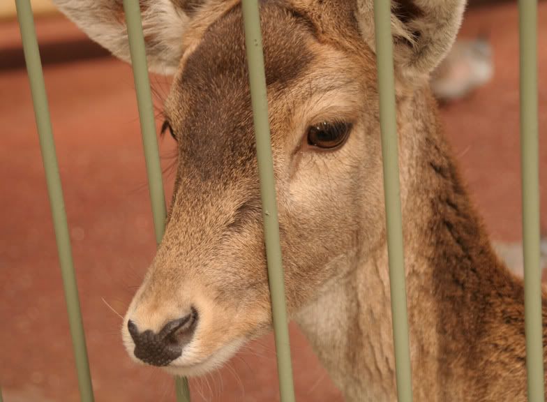 IMAGE: http://i82.photobucket.com/albums/j269/PAFC2004/letmeout.jpg