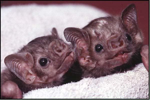 cutebabybats.jpg