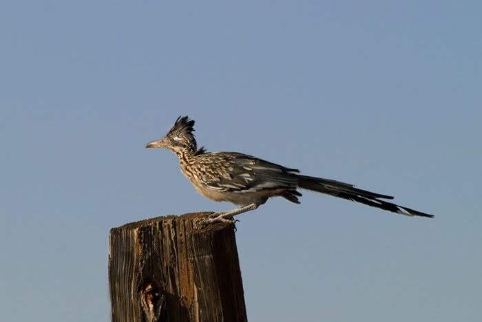 roadrunner.jpg