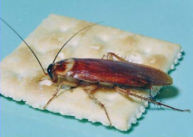 American-Roach_zps9d2d9afe.jpg