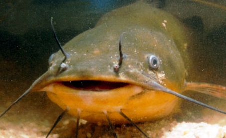 catfish_zps37ae6799.jpg