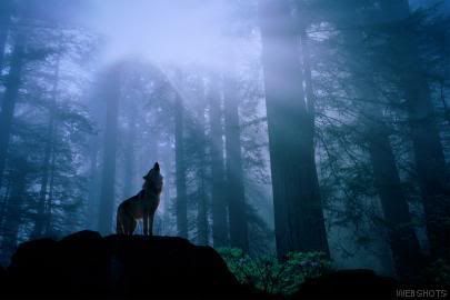 howl