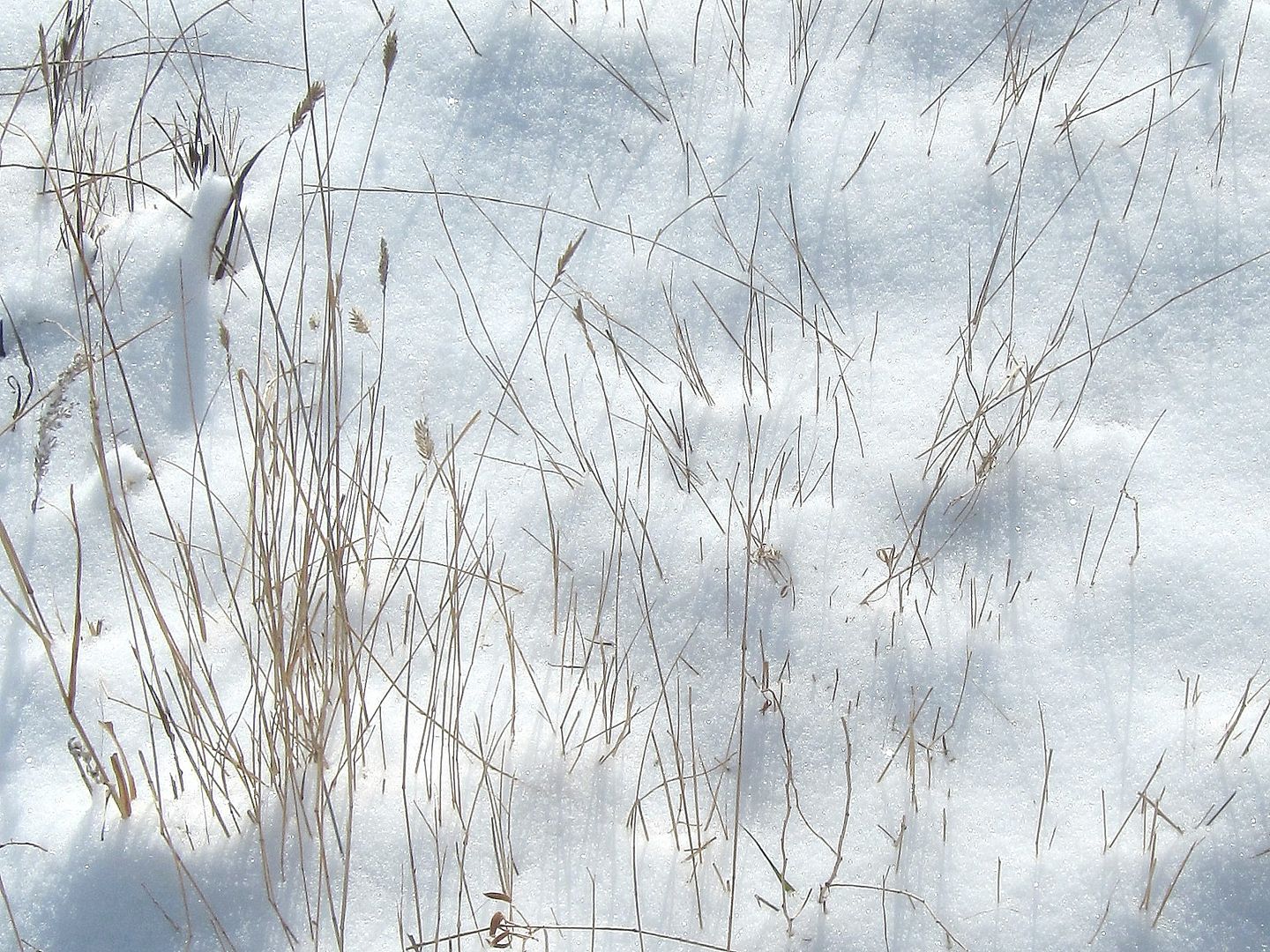  photo Grass in the Snow_zps1qegyxst.jpg