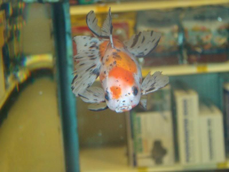 PetStoreFish4.jpg