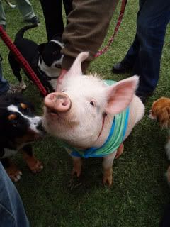 Photo Sharing and Video Hosting at Photobucket