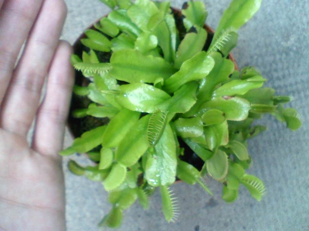 Venus FlyTrap