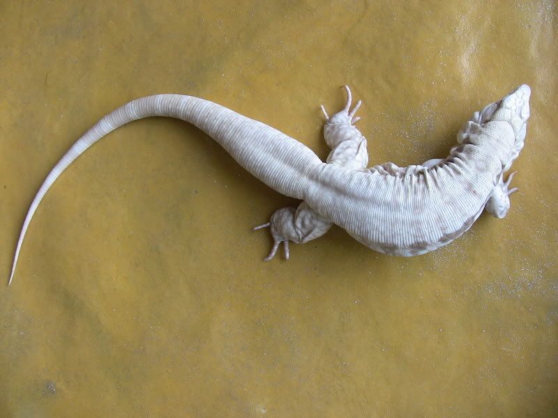 Albino Tegu