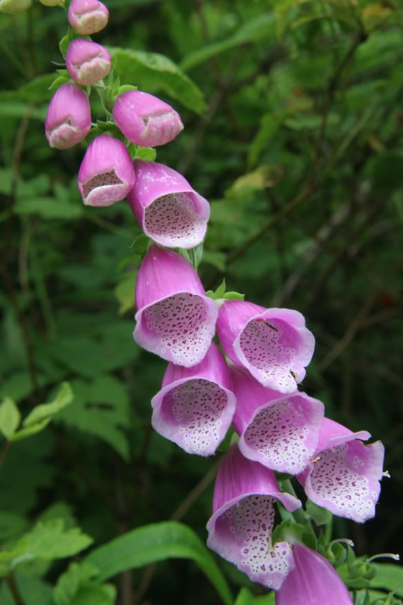 IMAGE: http://i82.photobucket.com/albums/j276/forbiggs/Nature%20in%20June/42f10c4e.jpg