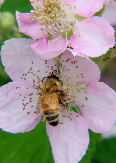 IMAGE: http://i82.photobucket.com/albums/j276/forbiggs/Nature%20in%20June/8a284bea.jpg