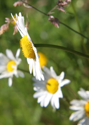 IMAGE: http://i82.photobucket.com/albums/j276/forbiggs/Nature%20in%20June/ac48cfc4.jpg