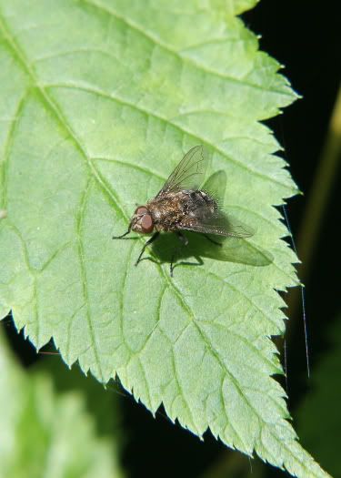 IMAGE: http://i82.photobucket.com/albums/j276/forbiggs/Nature%20in%20June/b536b02f.jpg