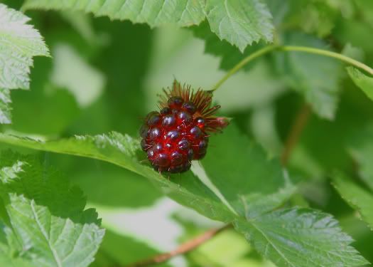 IMAGE: http://i82.photobucket.com/albums/j276/forbiggs/Nature%20in%20June/e165a40e.jpg