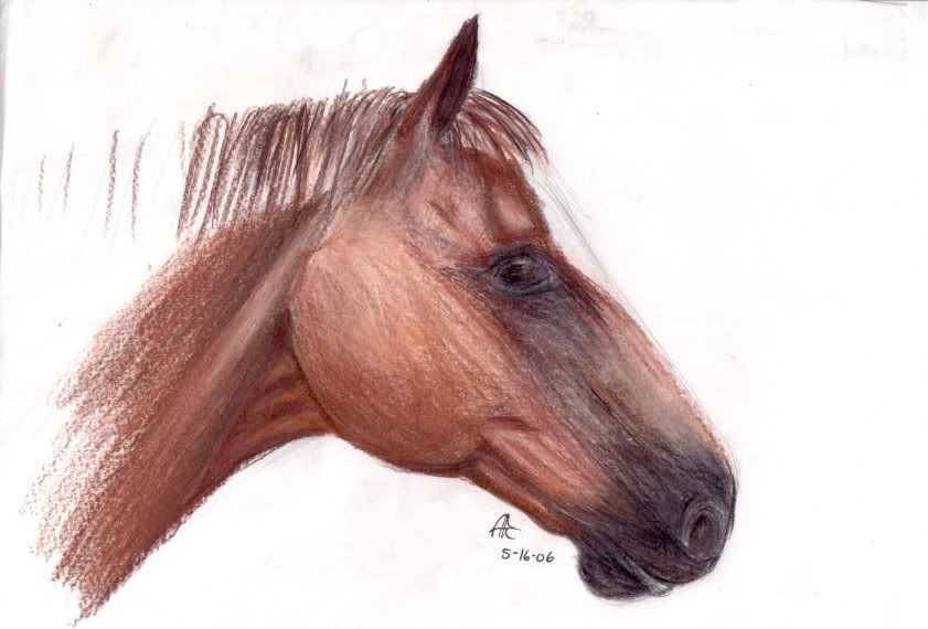 horse head drawing. Just a quick horse head to