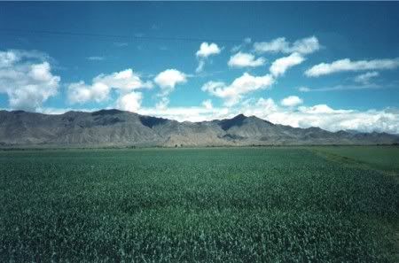 Tibetan Grassland