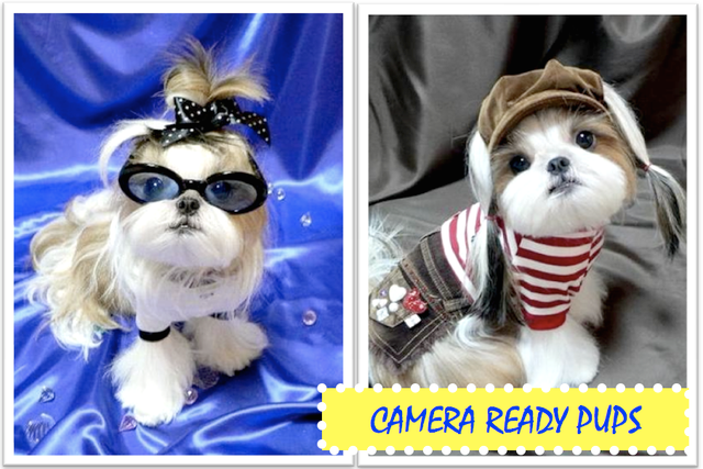 So why not treat your cuddly pet to a creative hairstyle for Halloween or a 