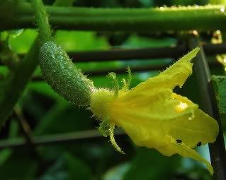 Another pic of the day!! - Homesteading Questions