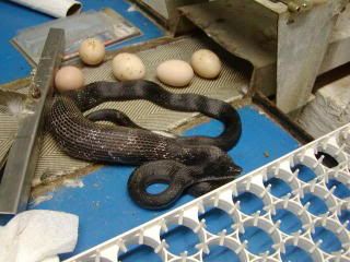 Name that snake - Homesteading Questions
