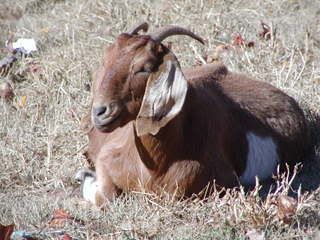 Prego or problem?? - Goats