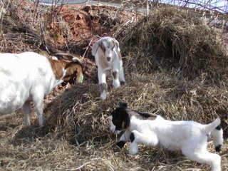 spotted nubian/boer cross kids..pics - Goats