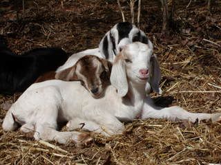amusing goat pics - Goats