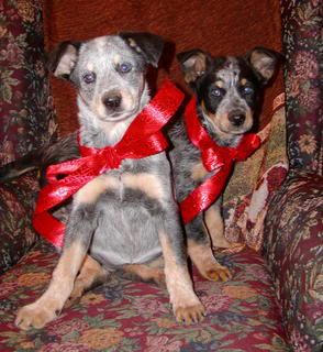 Good dog or stupid goat... - Goats