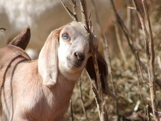 amusing goat pics - Goats