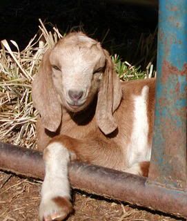 spotted nubian/boer cross kids..pics - Goats