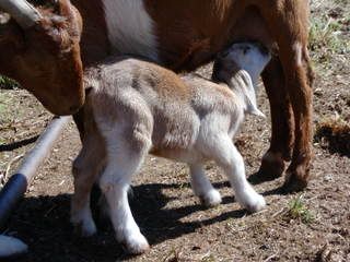 spotted nubian/boer cross kids..pics - Goats