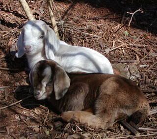 spotted nubian/boer cross kids..pics - Goats