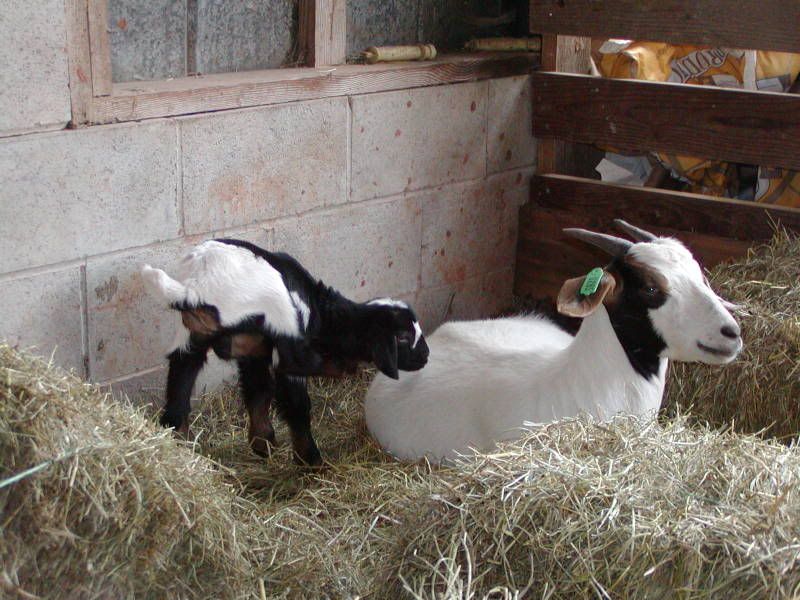 This this a full bred of some type? - Goats