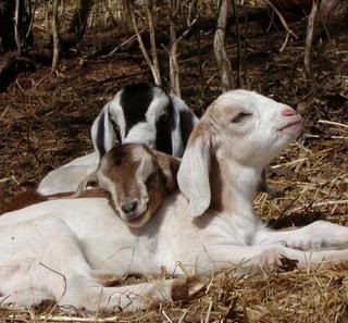 Latest additions!!!!!! Pics!!! - Goats