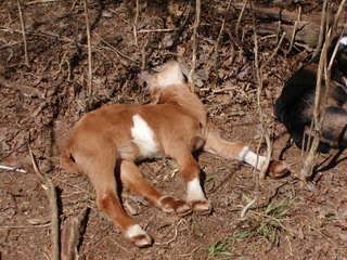 amusing goat pics - Goats