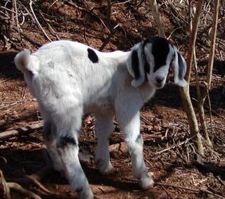 Latest additions!!!!!! Pics!!! - Goats