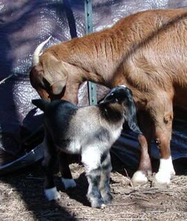 spotted nubian/boer cross kids..pics - Goats