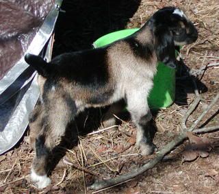 spotted nubian/boer cross kids..pics - Goats