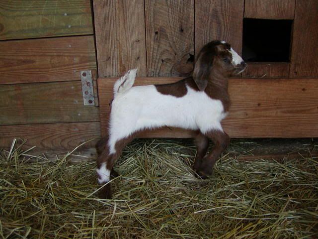 need help... PIC'S - Goats
