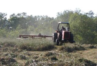 ASAP.Good Goat Hay Available *Today* only - Goats