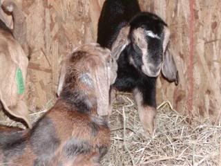 Thanksgiving kids are here.... - Goats