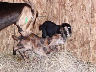 Thanksgiving kids are here.... - Goats