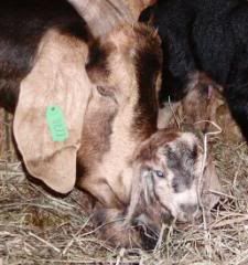 Thanksgiving kids are here.... - Goats