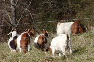 Prego or problem?? - Goats