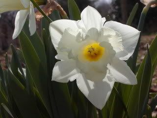 Spring - Homesteading Questions