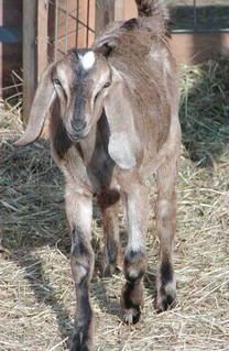 My new Nubian Buckling..PIC - Goats