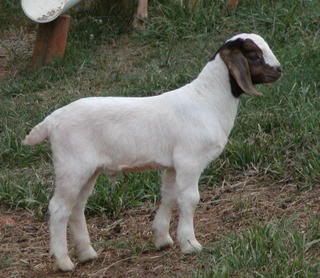 Possible herd sire... honest opinion - Goats
