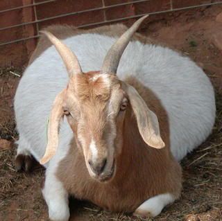 Prego or problem?? - Goats