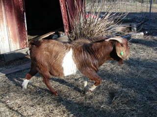 Possible herd sire... honest opinion - Goats