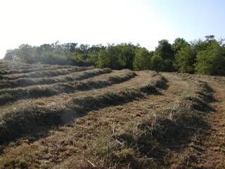 ASAP.Good Goat Hay Available *Today* only - Goats