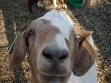 Lets See Em! (your Best Pictures! ) - Goats
