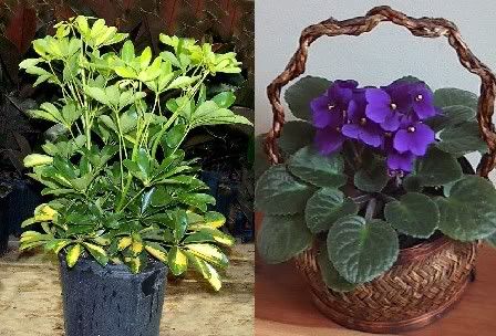 common house plants front