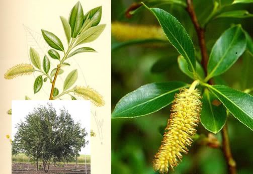 Salix Atrocinerea